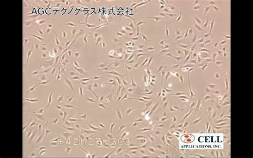 人脐静脉内皮细胞动态生长过程（ HUVEC）