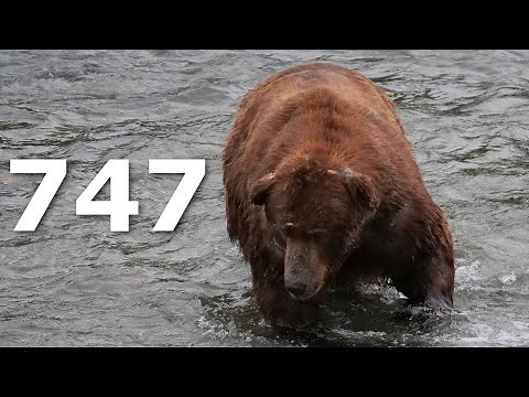 Katmai National Park - Bear 747 - Absolute Unit