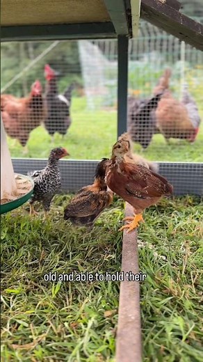6 Tips for Introducing New Chicks to Your Adult Flock