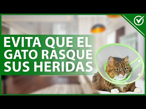 🐱 Cómo EVITAR que mi GATO se RASQUE lastimando su herida - Consejos y cuidados 🐱
