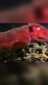 52K views · 1K reactions | A real life alien found in Australian waters  | Forrest Galante | Facebook