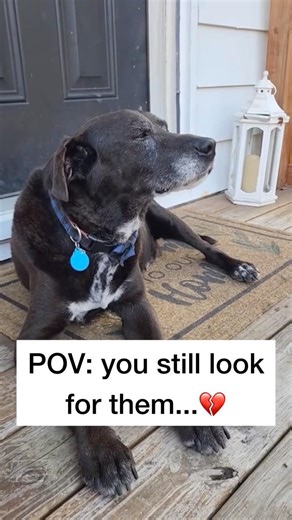 I miss him 💔 #pets #pet #petloss #dogloss #dog #dogs #petlossgrief #dogshorts