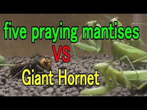 Five Praying Mantises vs. Giant Hornets.