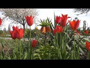 PUNKTum Saisoneröffnung im Europa-Rosarium Sangerhausen