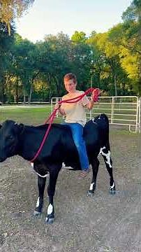 Tips for cow riding!