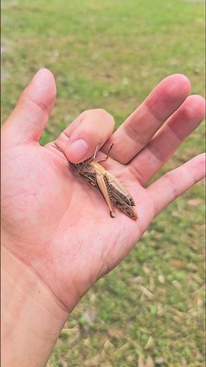 I found a jumping insect #insects #grasshopper
