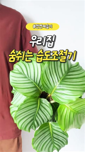 에어컨 건조 해결 식물 추천 187번 — 여름 집꾸미기 필수