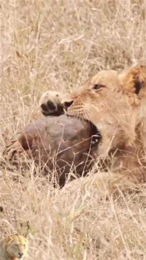 lion attacks pangolin