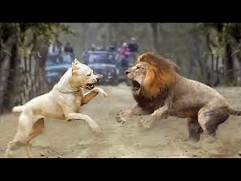 Pitbull VS Lion: The Ultimate Battle (Who will Win)