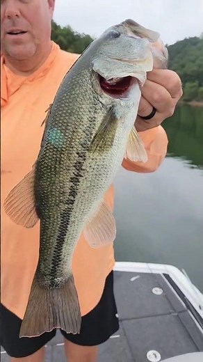 Radioactive Bass #strangerthings #bass #fishing ‪@FutrellMarine‬ ‪@TheFishingCoach‬
