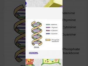 DNA Replication Explained Step-by-Step | Simple Biology Lesson for Students