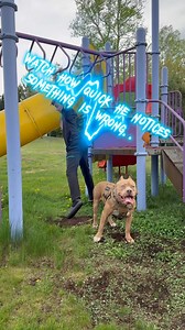 6.2M views · 243K reactions | He instantly noticed something was wrong…Would you trust this dog to protect your family? He’s in point! #viral #dog #protection | Marlon Grennan | Facebook