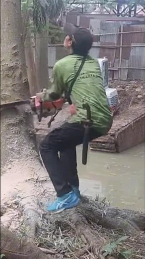 Woodworking tips and tricks the dangers of cutting down giant trees #shortvideo #treecutting