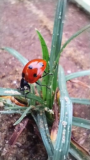 🍀77 years of luck 🌼🌺🌻🍁🍀 You will never lack money for your trip and travels 🙏✈️✈️🇨🇦🇨🇦 Congratulations 🐞🍀🎉 #photography #ladybug #nature #love | Ladybug Lover's