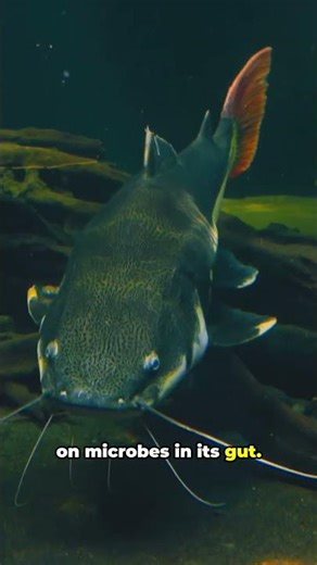 The Fish That Eats Trees to Survive