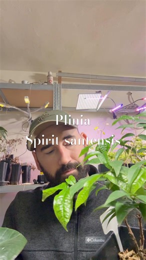 Exotic rare tropical Cherry 🍒 | Jaboticaba | Plinia Sperito-santensis