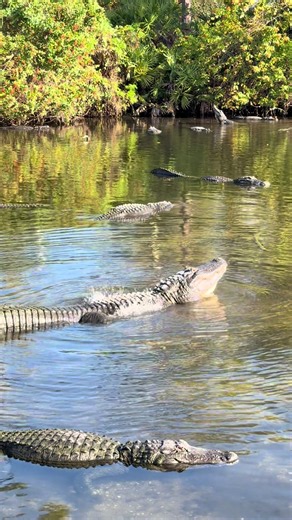 Alligator Serenade: Songs of Florida's Wild Nature