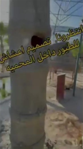 هذه شجرة جميلة