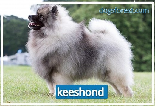 keeshond-growth-chart
