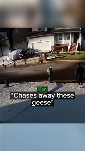 Geese don’t play! Instant Karma!