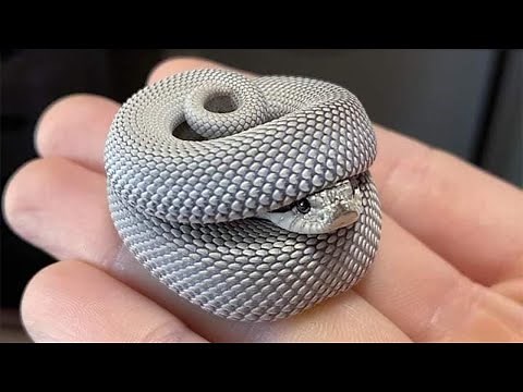 Snakes Can Be Cute Too - Funny Snake Video 2021 _ Pets And Funny Animals
