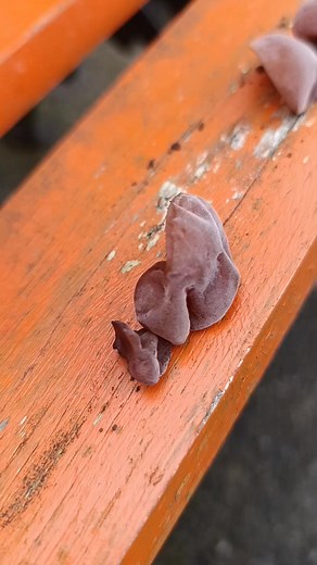 Jew's ear, Wood ear, Jelly ear, Auricularia Auricula judae. Even if you're 100% sure of your identification, you have to ask yourself - is this a safe place to forage from? This is an edible mushroom but it's growing on wood that is treated and is painted so this mushroom would derinitely not be used for the pot. As always never munch on a hunch 😉 Full ID video available! | Julie-Anne GatheringGoodness