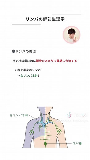 リンパの解剖と生理機能を理解する