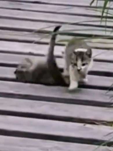 爆笑！可愛いペットのハプニング動画集