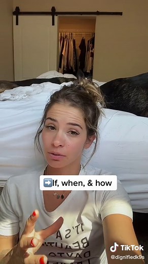 Effective Dutch Shepherd Training Tips