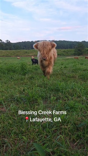 2.9K reactions · 149 shares | Come experience life on the farm with us at Blessing Creek Farms! From Highland cow cuddles , bottle feeding calves & donkeys , guided farm tours , to picnics by the creek. We bring you unforgettable agri-tourism experiences. Book your visit today at blessingcreekfarms.com #HighlandCows #FarmLife #AgriTourism #CowCuddles #FarmTour | Blessing Creek Farms | Facebook