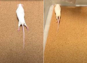 Researchers Inject Self-Assembling Gel Into Spinal Cord of Paralyzed Mice to Help Them Walk Again