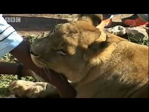 Somaliland animal slaughter survivors - Holidays in the Danger Zone - Places that don't exist - BBC