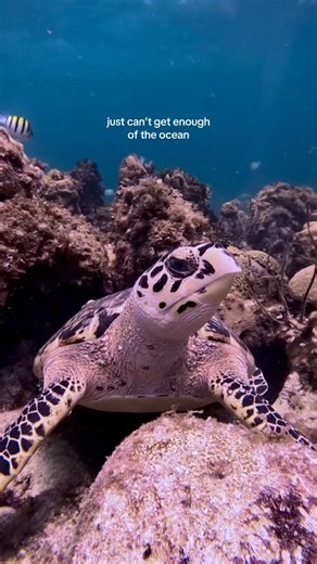 17K views · 465 reactions | The life under the sea... Every piece of plastic we refuse, reduce, or reuse is one less piece that can end up in the ocean. Living with less waste may feel small, but it’s part of a global movement for a cleaner, healthier ocean.  : @lifeonthefloridacoast #oceanconservation #cleantheocean #plasticfree #4ocean | 4ocean | Facebook