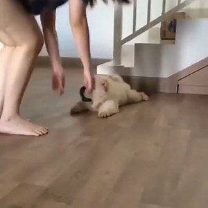 34K views · 1K shares | This floof is TOO CUTE! | AmazingDoggies.com | Facebook