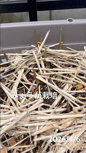 みょうが栽培2年目 春#みょうが栽培#みょうが#プランター栽培#家庭菜園