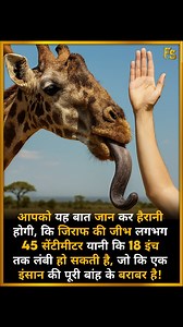 Giraffe’s Tongue Is as Long as an Arm! . . A giraffe’s tongue can grow up to 45 cm (18 inches) long — about the length of a human arm. This incredible tongue helps them grab leaves from tall trees with ease. क्या आपने कभी सोचा था जीभ इतनी लंबी हो सकती है? . . Follow @factsamrat45 . . #GiraffeFacts #WildlifeSecrets #UnrealFacts #DidYouKnow #MindBlown #CrazyTruths #AnimalWorld #NatureTruths #ScienceReels #WildlifeFacts #CrazyNature | Fact Samrat