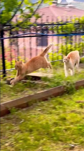 These playful cats won’t stop chasing each other 😂