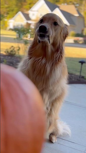 My dog’s pumpkin carving skills are… questionable 😬