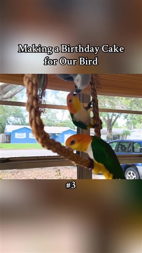 Making a Birthday Cake for Our Bird Apollo