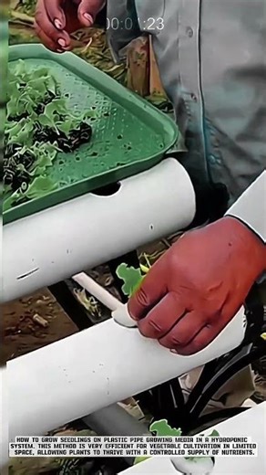 Hydroponic Farming: Growing Vegetable Seedlings in Horizontal PVC Pipes! #AgriculturalInnovation