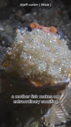 Amazing Survival Secret of Mouthbrooding Fish