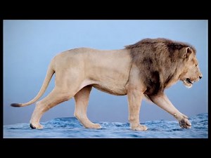 Lion Walk Cycle – Full Turnaround | Realistic Creature Animation Test