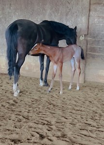 ❞𝗣𝗿𝗶𝘀𝗰𝗶𝗹𝗹𝗮❞ by VS Code Red 💝💖💗 She’s one week old and rather gorgeous!!! #VSCodeRed #EERanches #aqha #apha #nsba #2m | VS CODE RED