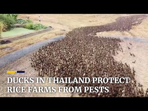 Thousands of ducks released to protect Thai rice fields from pests