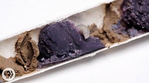 Watch This Bee Build Her Bee-jeweled Nest | KQED