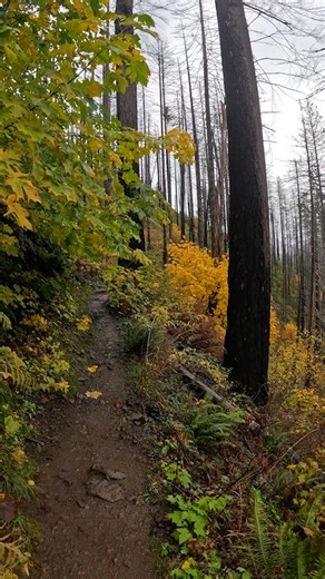 33 reactions | And we aren’t quite at the peak of fall yet. Imagine what rain soaked reels you’ll get when we are… #introvert #hiking #hikingadventures #hike #hiker #hikingadventure #autumn #autumnvibes | Introverted Travels | Facebook