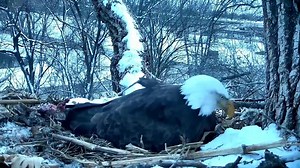 539K views · 21K reactions | Both eaglets get bites of freshly caught prey, straight from mom's beak! And then she sits on them and gets comfy. Watch the Raptor Resource Project eagle nest, live from Decorah, Iowa at goo.gl/5Dbgxh | explore.org | Facebook