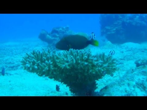 Amazing Underwater Scene: Triggerfish's Surprising Calmness Among Fish