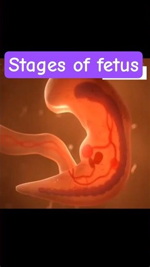 Fetal development stages #shortsfeed #ytshorts #growth