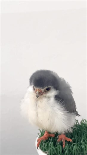 猛禽類の魅力と癒しのペット生活